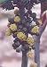 Yellow Impala Castor Bean Ricinus Communis 7 Seeds