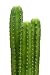 Group of San Pedro Cacti (echinopsis Pachanoi) - 48