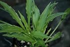 Hosta Stiletto - Four Inch Pot! NOT Liners or Plugs! - Dormant