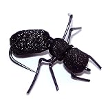 Ant Misbehavin' by Umpqua Size: 12