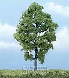 Premium Hickory Tree, 5 &acute; - B000C8KT8I