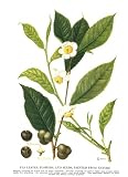 Review Martino Publishing  / All About Tea