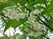 Japanese Snowbell (Styrax japonicus)