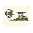 Kildeer Plover by John James Audubon poster print,13 in. x 9.5 in.