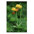 Columbia Tiger Lily, Lilium Columbianum Olympic National Forest, WA Photographic Poster Print by Adam Jones, 42x56