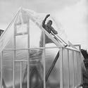 Men Building Greenhouse and Covering with Plastic Instead of Glass Photographic Poster Print by Fritz Goro, 24x24