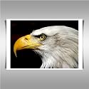 EAGLES HEAD FRAMED A2 CANVAS ART PRINT