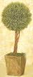 20" Springerii Topiary