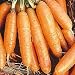 Little Finger Carrots Seed Packet