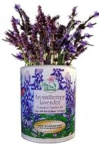 Gifts That Bloom ~ Aromatherapy Lavender Garden