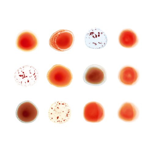 Peter Gabriel - Scratch My Back & I