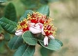 Pineapple Guava 30 Seeds - Feijoa