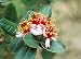 Pineapple Guava 30 Seeds - Feijoa