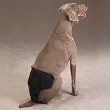 Pet Supplies : LARGE - ClearQuest Male Pup Pants