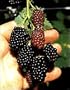 Triple Crown Thornless Blackberry Plant - Potted