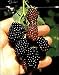 Thornless Blackberry Plant - Extend your Berry Season