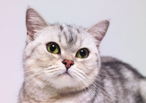 Nature's Variety Canned Cat Food, Feline Instinct Chicken Diet,