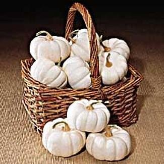 Baby Boo Pumpkin 25 Seeds