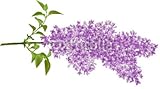 IMAGE OF Wallmonkeys Peel and Stick Wall Decals - The Branch of a Lilac - 72