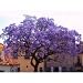 25+ Purple Empress Tree Seeds / Perennial / Paulownia Tementosa / World's Fastest Growing Tree 25+ Purple Empress Tree Seeds / Perennial / Paulownia Tementosa / World's Fastest Growing Tree