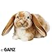Lop Bunny