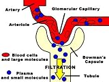 Kidney Function Filtration Glomerular Photographic Poster Print, 16x12