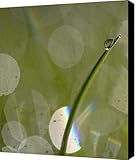 Barely Canvas Print / Canvas Art - Artist Rebecca Cozart