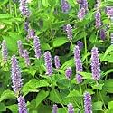 Organic Korean Licorice Mint 100 Seeds