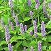 Organic Korean Licorice Mint 100 Seed-Anise Hyssop-Herb