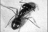 Classic Ants Colony Films DVD: 1950s Ant Colonies Behavior, Ant Lifecycles, & Ant Extermination and Control History Pictures Films