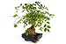 Bonsai. Little Green Tree - 24