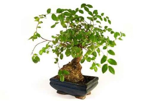 Bonsai. Little Green Tree - 36