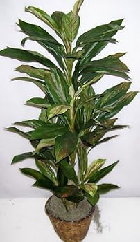 4' Artificial Cordyline Plant