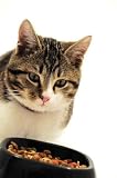 Just Hungry Cat - 18H x 12W - Peel and Stick Wall Decal by Wallmonkeys