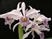 All Products : Lc eximia var coerulea 'Sea God'