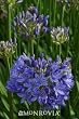 Agapanthus "Midknight Blue" One Gallon by Monrovia Growers