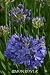 Agapanthus "Midknight Blue" One Gallon by Monrovia Growers