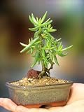 Indoor Pine Bonsai - A Dwarf Tree