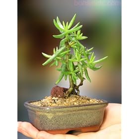 Indoor Pine Bonsai - A Dwarf Tree