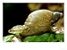 Endoparasitic Trematode, in Snail Host Succinea Species, Denmark Photographic Poster Print by Richard Kirby, 16x12