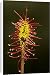 Canvas Prints of Oblong-leaved Sundew from Ardea Wildlife Pets