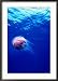 Jellyfish,,Myanmar (Burma) Collections Framed Photographic Poster Print by Michael Aw, 24x34