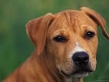 Pit Bull Terrier Puppy Portrait Animals Photographic Poster Print by Adriano Bacchella, 16x12