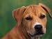 Pit Bull Terrier Puppy Portrait Animals Photographic Poster Print by Adriano Bacchella, 16x12