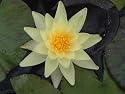 White Water lily pond plant, Alba