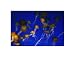 Aquatica: Jelly Migration poster print,14 in. x 10.7 in.