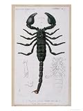 African Scorpion Art Giclee Poster Print by Francois Le Vaillant, 9x12