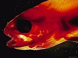 The Spinal Deformity in This Salmon was Caused by Water Pollution Photographic Poster Print, 24x18