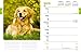 Golden Retrievers 2016 Calendar