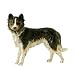 Royal Doulton Border Collie Dog